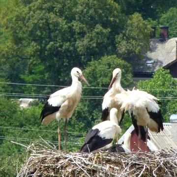 Здається будинок в Карпатах 10-12осіб, поблизу Яремча