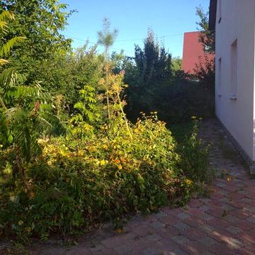 Здам будинок в с.Пухівка