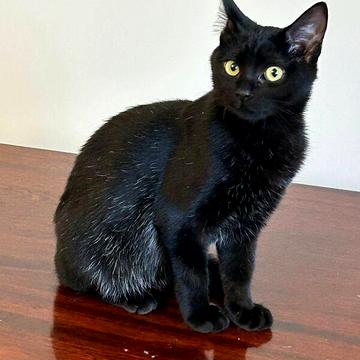 Довгострокова оренда 2к Квартира Трудова вулиця