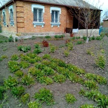 Продам будинок в селі Великі Крушлинці