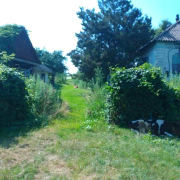 Сдам дом под ремонт с участком в Полтавской области