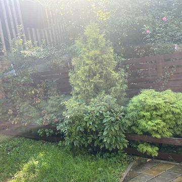 Аренда будинку на Нивках