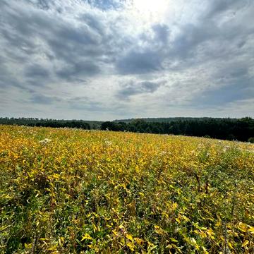 Лісові Гринівці, Хмельницький, Хмельницька область 130000.0 USD