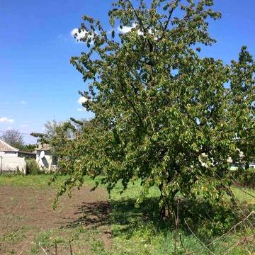 продам дом Диевка-1 ул.Омельницкая