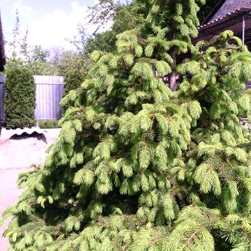 Продам будинок від власника 1 лінія