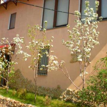 Каролино Бугаз