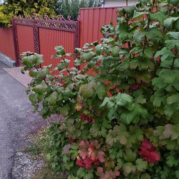 Будинок в Шкарівка від власника
