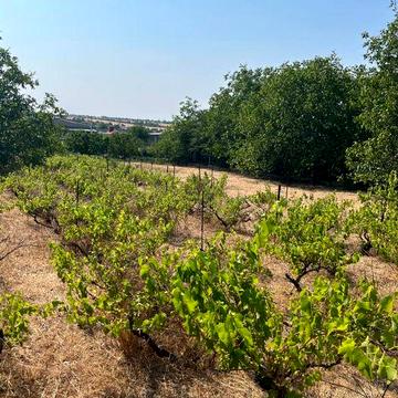 Дім з великою землею (ділима), на вʼїзді села.