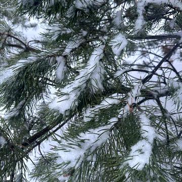 Сдам  СИМПАТИЧНУЮ 1 кв. Радужный массив.