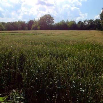 32 сотки під будинок або дачу – глиняна хата на подвір’ї, від власника