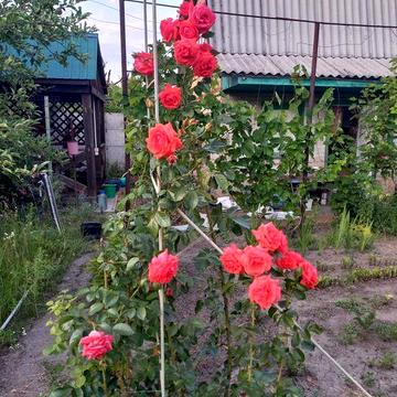 Продам приватизовану дачну ділянку в м. Олександрія