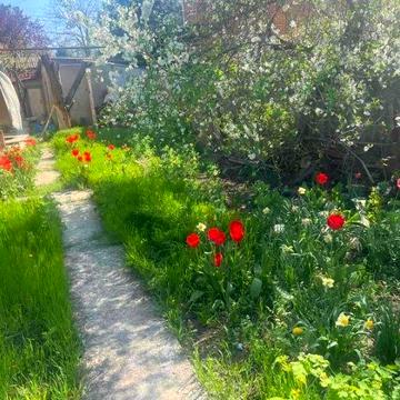 Сдам дом Педагогическая/Аркадия , гараж,можно животных!Торг