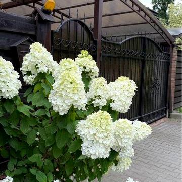 Оренда Дуплекса 120м2,Лісова Буча,Газове опалення,Тиха вулиця,Ліс пору