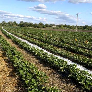 Продаж будинку з гектаром землі