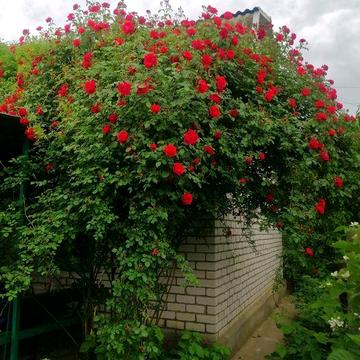 Дача в Миколаєві за Матвієвкою біля лісу