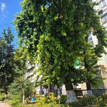 Аренда 1 комнатной квартиры