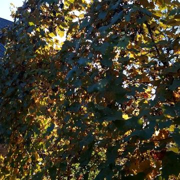 Продам будинок в Сваляві