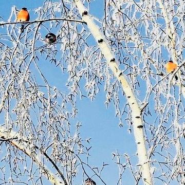 Сдам КЛАССНУЮ 2 кв. Газ. 5 этаж. Начало Троещины.