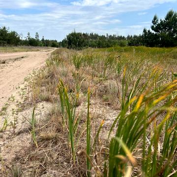 Дмитрівка, Бучанський, Київська область 13000.0 USD