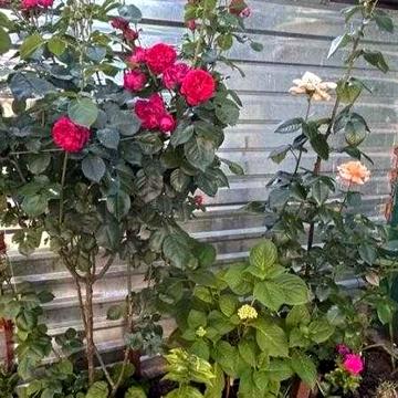 Частный дом в черте города !!!