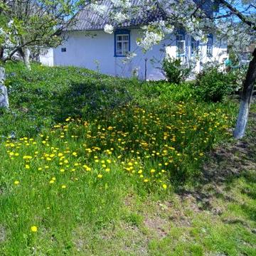 Продається будинок в селі Лісовичі