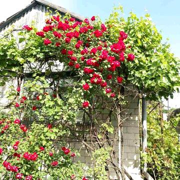 Дача Великий Луг