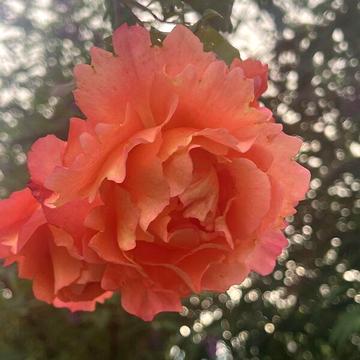 Продаж 5к Дім Мала вулиця