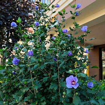 Дворівнева квартира ‼️ ЖК Софія Резиденс Софіївська Борщагівка София ЖК Софія Резиденс