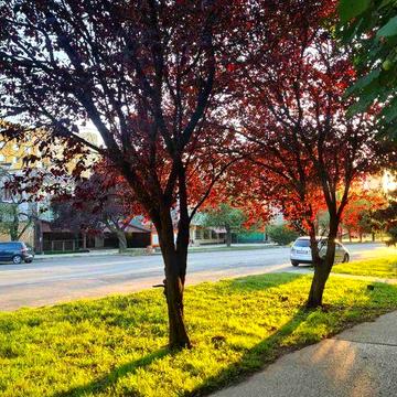 Здається в оренду квартира  на  Проспекті  Свободи