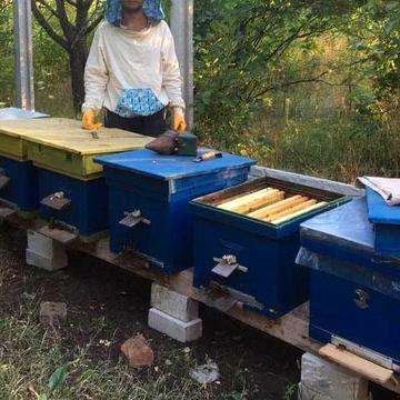 Продам  будинок з пасікой, с.Млинок