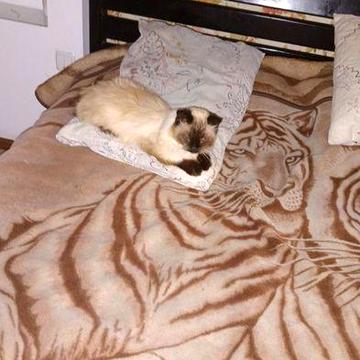 Оренда будинку в центрі міста