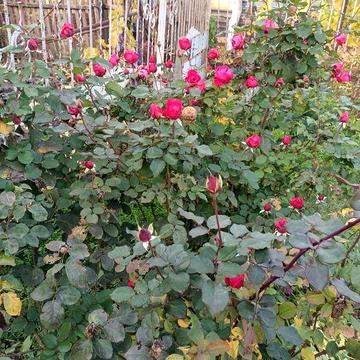 Продам дом на два хозяина район Артема