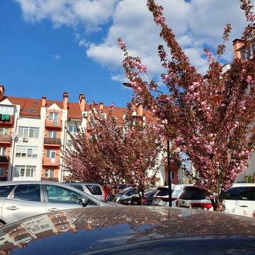 Здам 1-кімнатну квартиру в довгострокову оренду