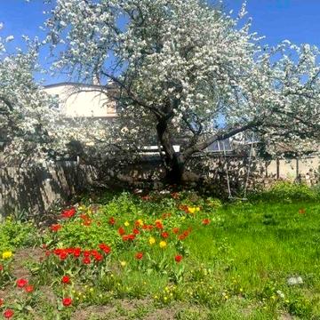 Сдам дом 3 к 60 м Кардонная/Рихтера гараж,сад, можно животных!