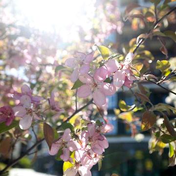 Ірпінь — 2к квартира від забудовника Акційна розстрочка. Synergia City ЖК Синергія Сіті