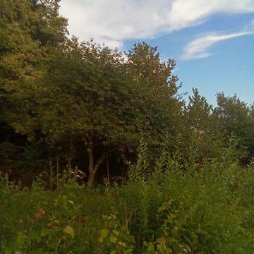 Продається дачний будинок з ділянкою