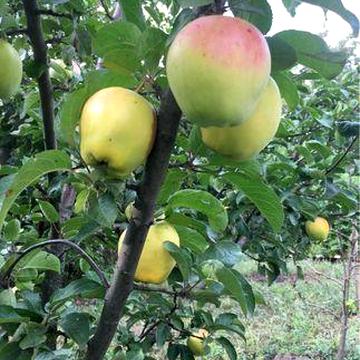 Продаж будинку в с.Лука