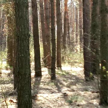 Мала Солтанівка, Фастівський, Київська область 37500.0 USD