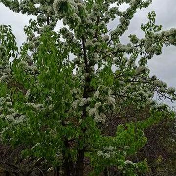 Продам дачу Власовка