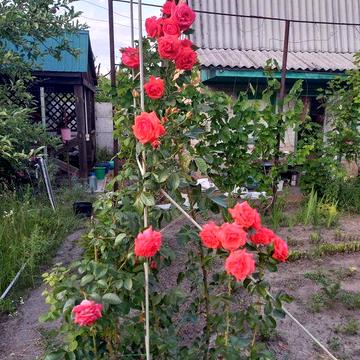 Продається квітуча дача, 2 будинка