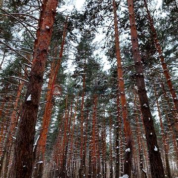 Садовий будинок біля лісу та річки