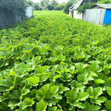 Продам дом + 21 сотка земли (Локотки)