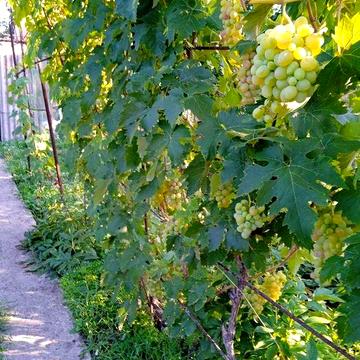 Продам дачу в Долгинцевском районе