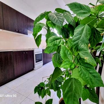 От месяца и дольше. Новострой. Левый берег Днепра. 1 к. кв.