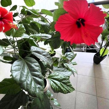 Минимум на месяц. Новострой. 1 к кв. Левый берег. Новый евро.