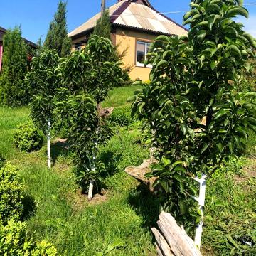 Продам будинок с. Сахнівка ( Черкаська обл.)