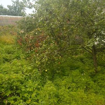 Продам будинок  в  Єсхарі