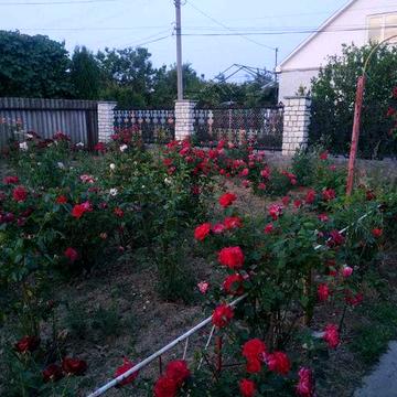 продам будинок Берегове неподалік