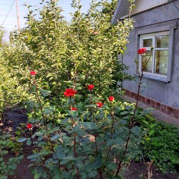 Продам дачу 6,7 соток на Мопре