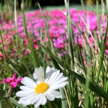 Дачний будинок з терасами.поряд р. Дністер. Ісаківці